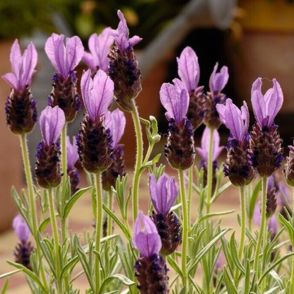 Ribbon Spanish Lavender Flower Live Plant | www.seedsplantworld.com