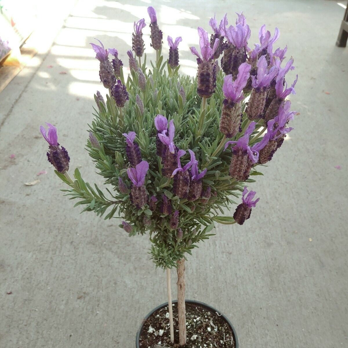 Ribbon Spanish Lavender Flower Live Plant