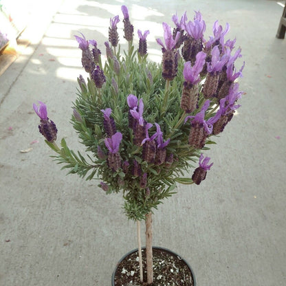 Ribbon Spanish Lavender Flower Live Plant