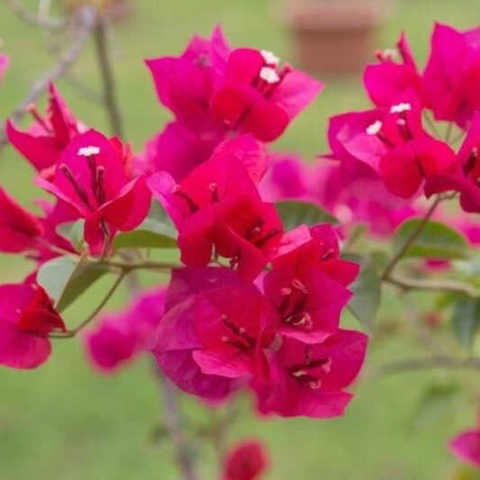 Red Bougainvillea (Barbara Karst) Flower Live Plant | www.seedsplantworld.com