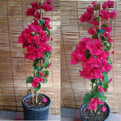 Red Bougainvillea (Barbara Karst) Flower Live Plant