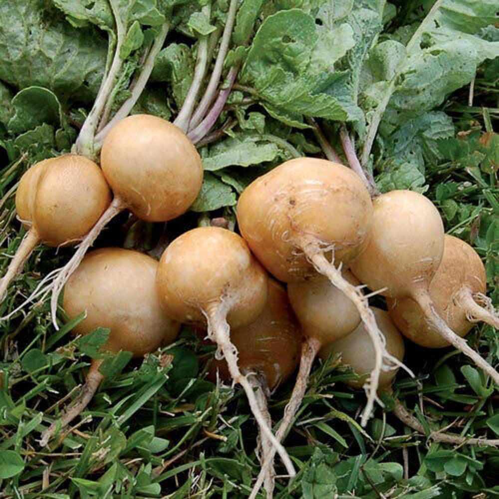 100 Golden Helios Radish NON-GMO Rare Heirloom Vegetable Seeds | www.seedsplantworld.com