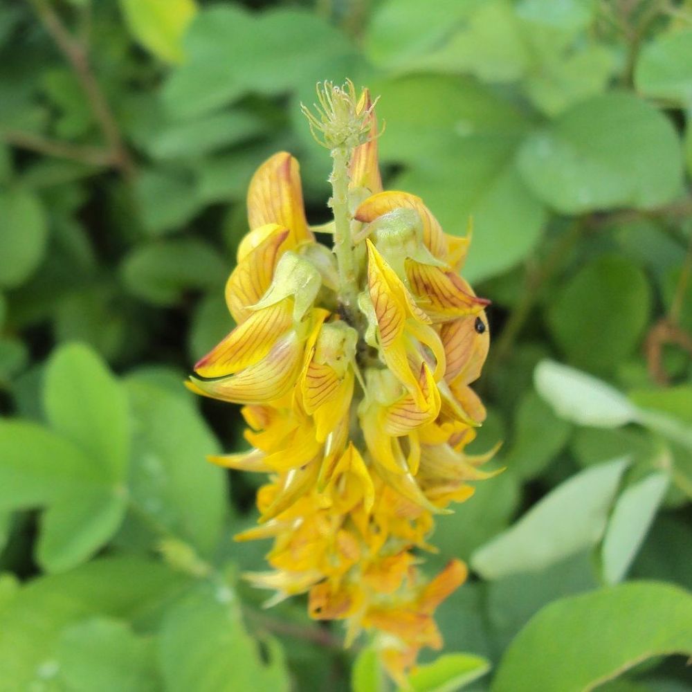 5 Crotalaria Pallida Smooth Rattlebox Golden Yellow Flowers Seeds For Planting | www.seedsplantworld.com