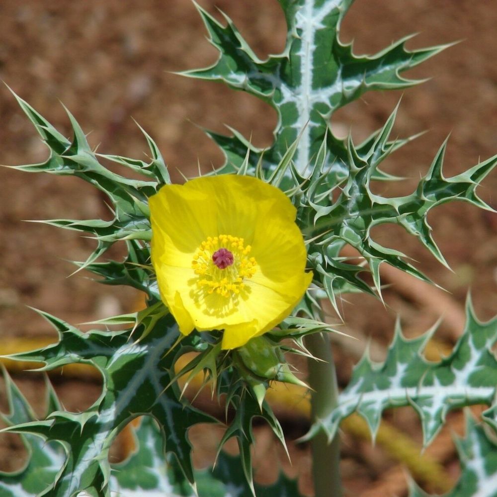 10 Argemone Mexicana Mexican Prickly Poppy Seeds For Planting | www.seedsplantworld.com