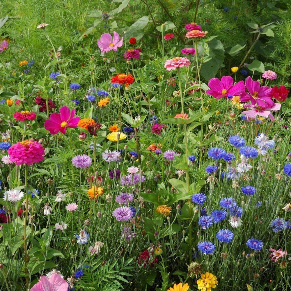 500 Northeast Wildflower Mix 19 Stunning Annuals & Perennials Flower Seeds | www.seedsplantworld.com