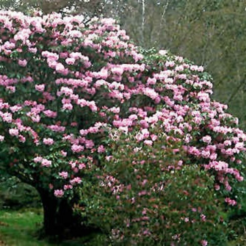 10 Rhododendron Fortunei Rhododendron Seeds For Planting | www.seedsplantworld.com