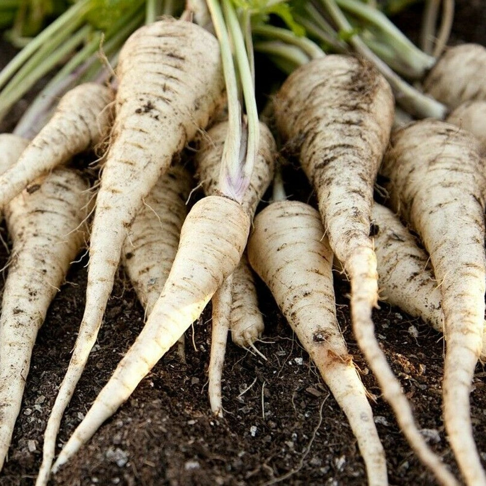 125 All American Parsnip NON-GMO Vegetable Seeds | www.seedsplantworld.com