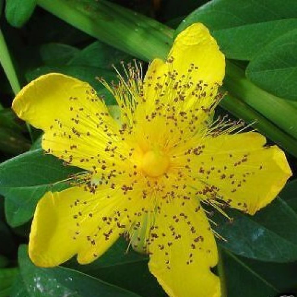 5 Hypericum Calycinum St Johns Wort Seeds For Planting | www.seedsplantworld.com