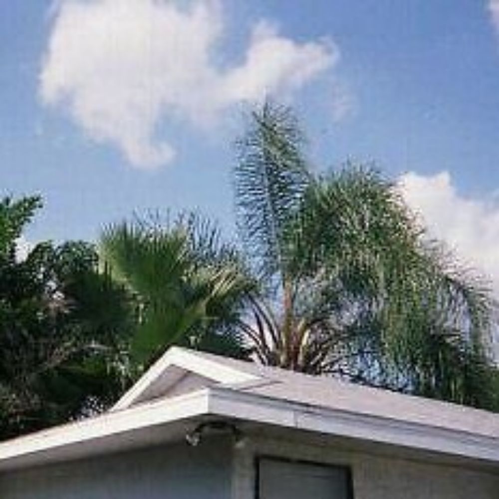 5 Washingtonia Filibusta Hybrid Hardy Palm Seeds For Planting | www.seedsplantworld.com