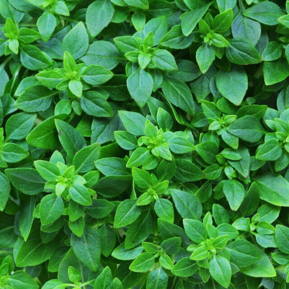 250 Dwarf Greek Basil RARE NON-GMO Herb Seeds | www.seedsplantworld.com