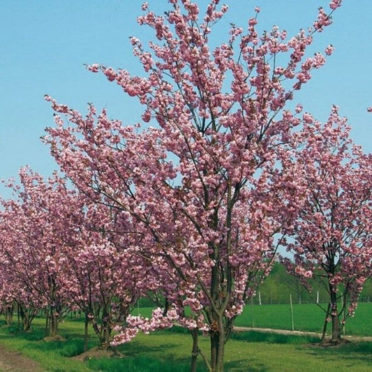 5 Prunus Serrulata Flowering Cherry Tree Seeds For Planting | www.seedsplantworld.com