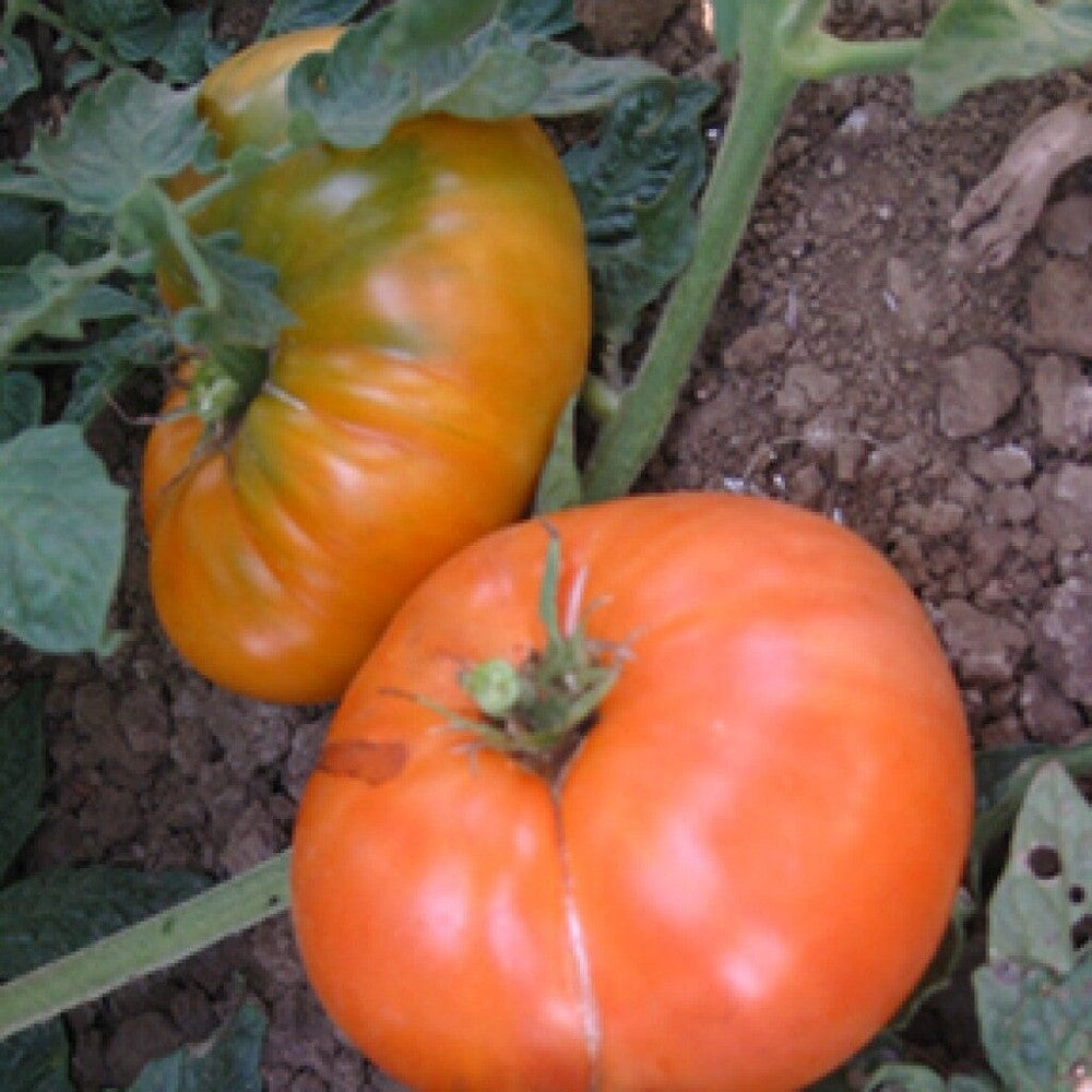 30 Amana Orange Tomato NON-GMO Vegetable Seeds | www.seedsplantworld.com