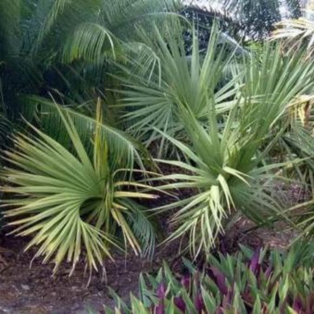 5 Sabal Miamiensis Miami Palmetto Seeds For Planting | www.seedsplantworld.com