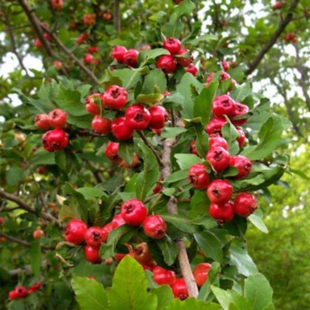 10 Crataegus Opaca Mayhaw Fruit Tree Seeds For Planting | www.seedsplantworld.com