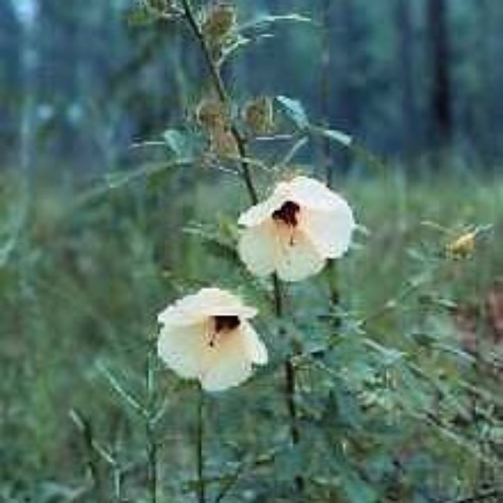 10 Hibiscus Aculeatus Pinelands Hibiscus Seeds For Planting | www.seedsplantworld.com