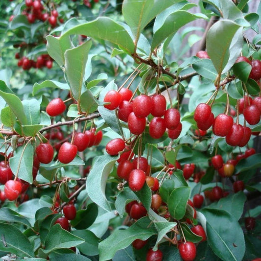 5 Elaeagnus Multiflora Goumi Berry Seeds For Planting | www.seedsplantworld.com