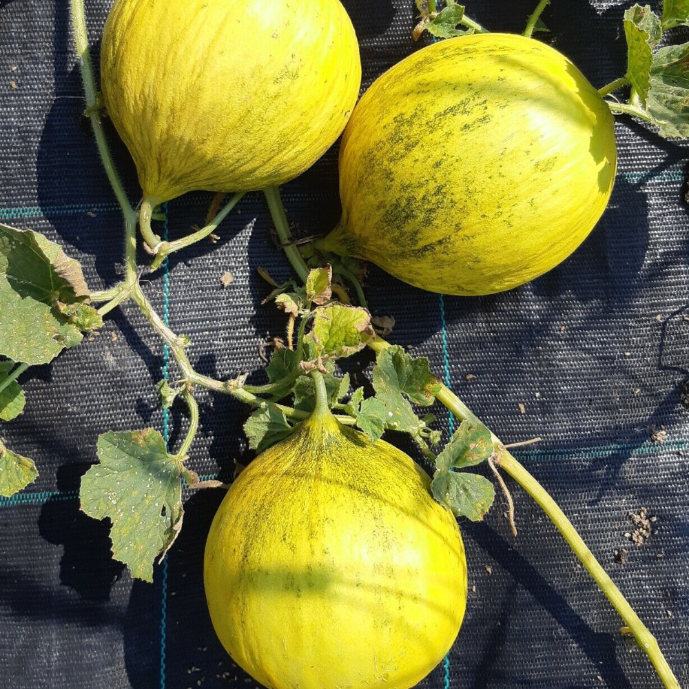 125 Casaba Melon Golden Beauty NON-GMO Muskmelon Fruit Seeds | www.seedsplantworld.com