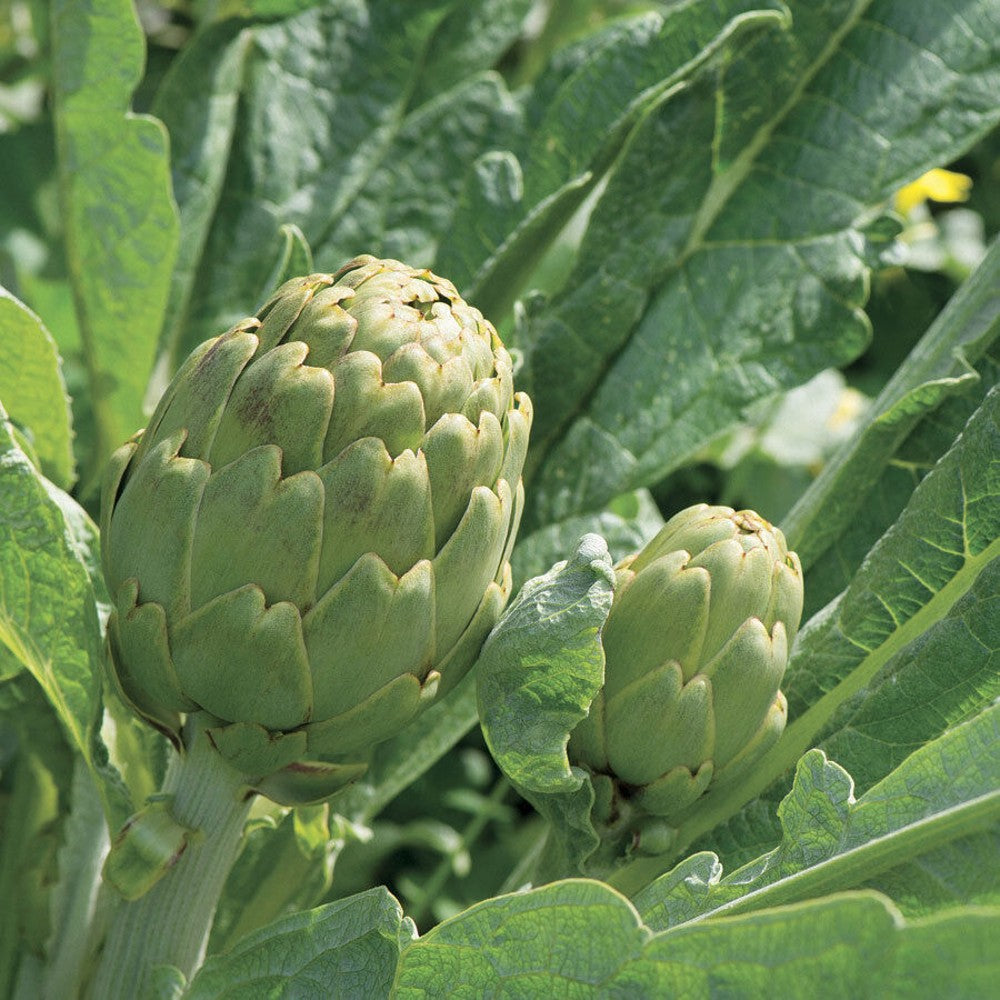 150 Green Globe Artichoke Hearty NON-GMO Vegetable Seeds | www.seedsplantworld.com