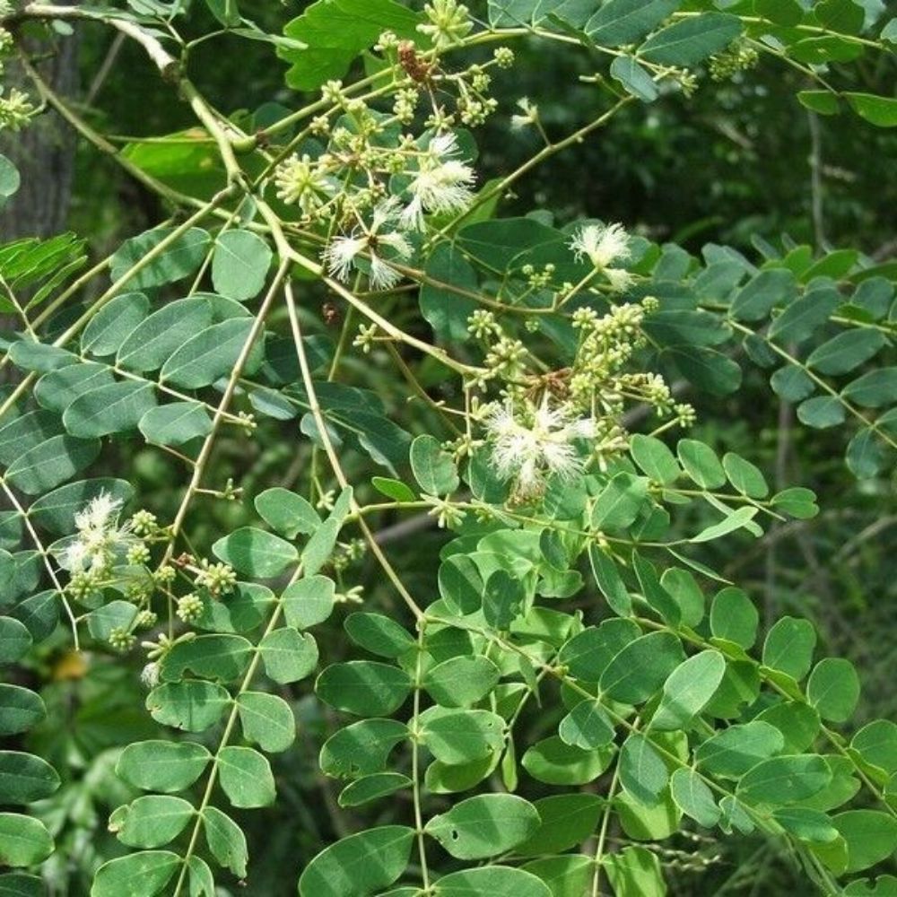 5 Albizia Procera Tall Albizia Tree Seeds For Planting | www.seedsplantworld.com