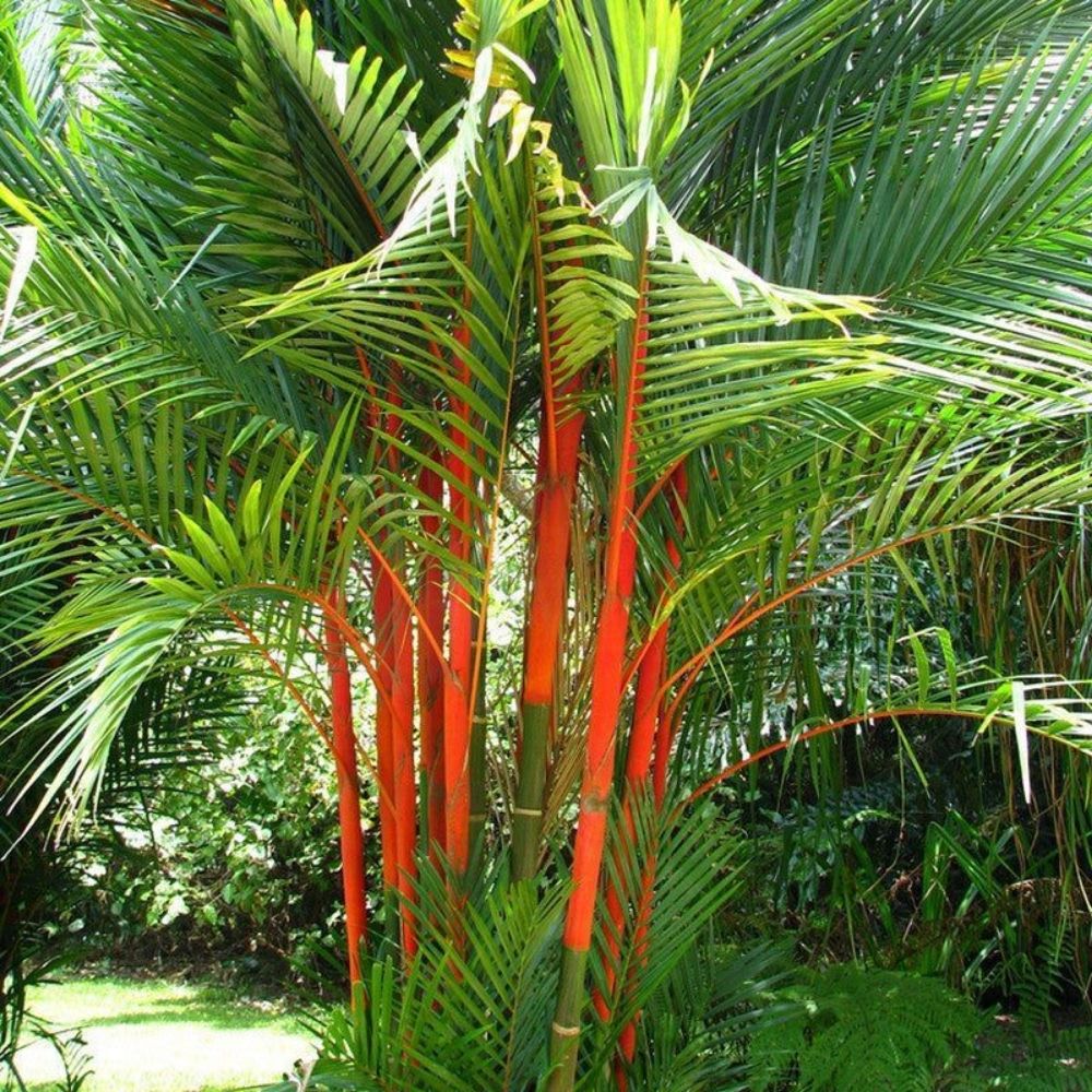 5 Cyrtostachys Renda Lipstick Palm Seeds For Planting | www.seedsplantworld.com