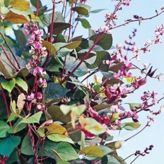 5 Dolichos Lablab Red Leaved Hyacinth Bean Vine Seeds For Planting | www.seedsplantworld.com