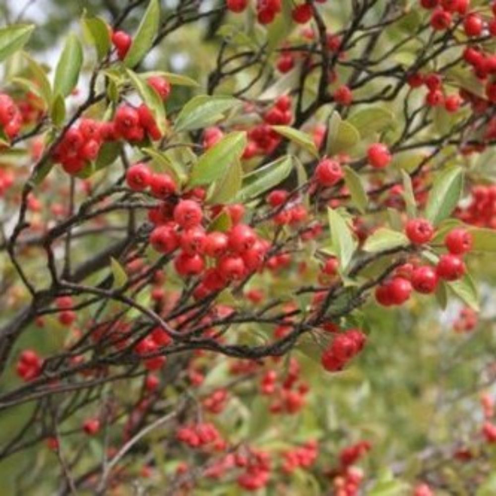 5 Aronia Arbutifolia Red Chokeberry Seeds For Planting | www.seedsplantworld.com