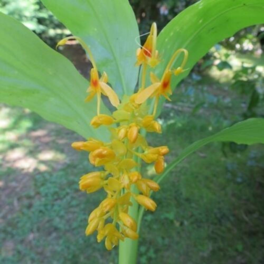 5 Globba Schomburgkii Golden Dancing Girl Ginger Seeds For Planting | www.seedsplantworld.com