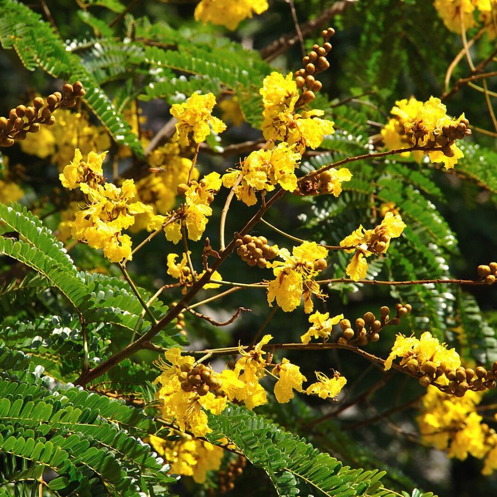 5 Peltophorum Pterocarpus Copperpod Seeds For Planting | www.seedsplantworld.com