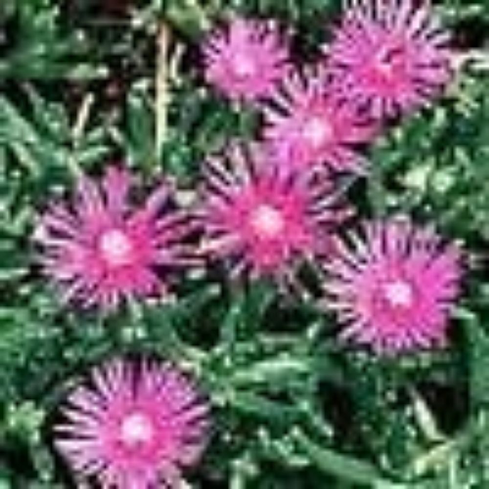 10 Delosperma Lydenbergense Ice Plant Hardy Seeds For Planting | www.seedsplantworld.com