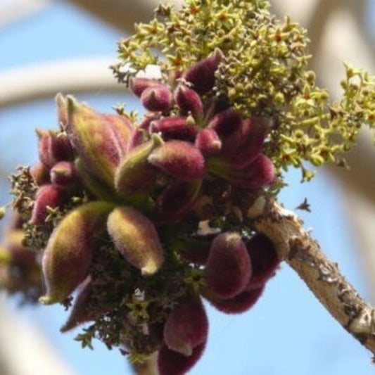 5 Sterculia Urens Ghost Tree Seeds For Planting | www.seedsplantworld.com