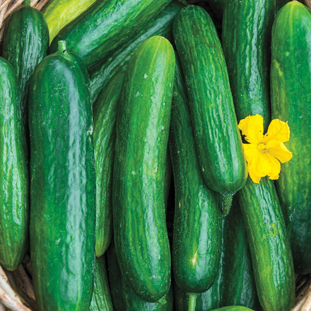 30 Beit Alpha Cucumber Persian or Lebanese Cucumber Burpless Fruit Seeds | www.seedsplantworld.com