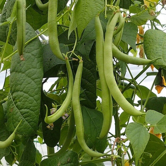 160 Strike Bush Green Bean NON-GMO Heavy Yields Vegetable Seeds | www.seedsplantworld.com