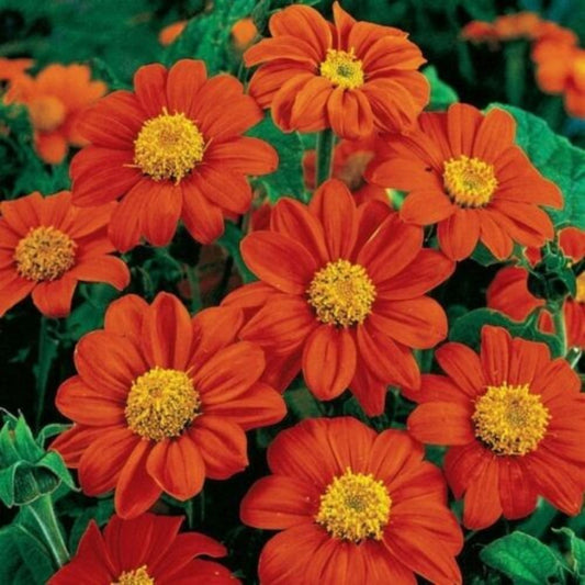 5 Tithonia Speciosa Torch Orange Sunflower Tree Seeds For Planting | www.seedsplantworld.com