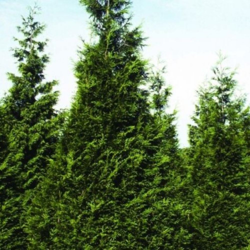 10 Thuja Plicata Western Arborvitae Seeds For Planting | www.seedsplantworld.com