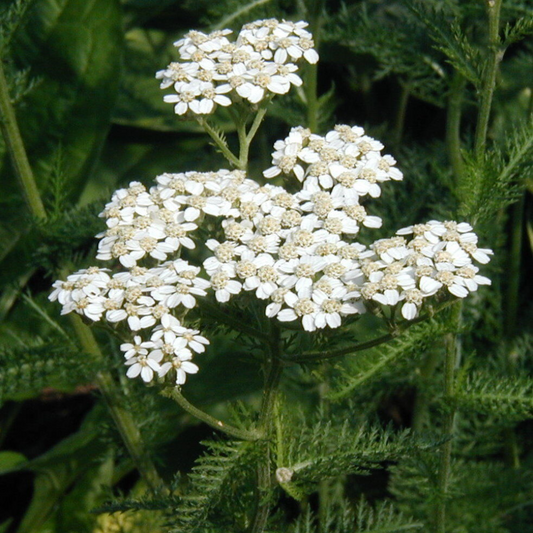 3500 White Yarrow Wildflower Western Yarrow Flowers Seeds | www.seedsplantworld.com