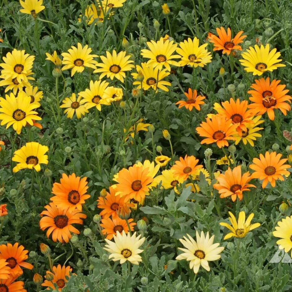 125 African Daisy Glandular Cape Marigold Bees And Butterflies Flowers Seeds | www.seedsplantworld.com