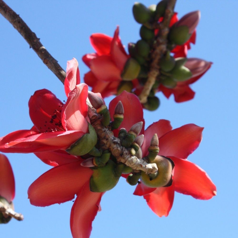 5 Bombax Ceiba Red Cotton Tree Seeds For Planting | www.seedsplantworld.com