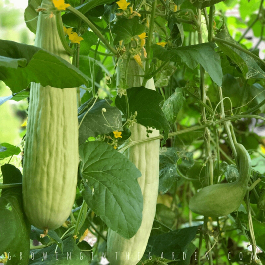 30 Armenian Cucumber Metki Pale White Serpent NON-GMO Burpless Fruit Seeds | www.seedsplantworld.com