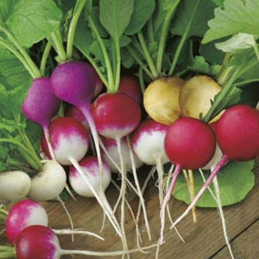 100 Easter Egg Radish NON-GMO Fast Harvest Vegetable Seeds | www.seedsplantworld.com