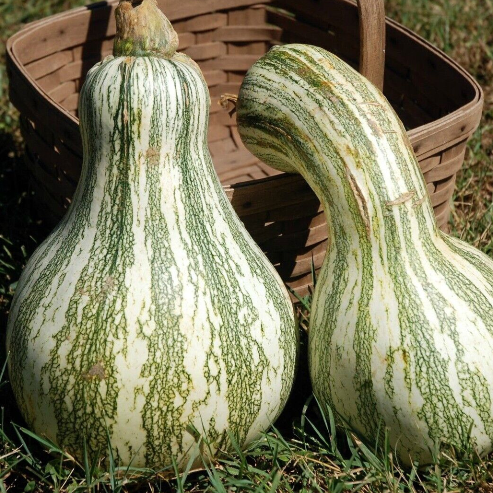 100 Cushaw Green Striped Pumpkin NON-GMO Tennessee Sweet Potato Vegetable Seeds | www.seedsplantworld.com