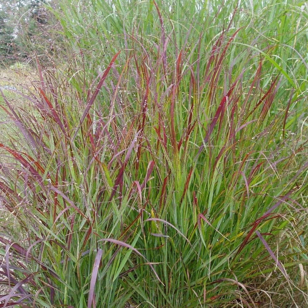 25 Panicum Virgatum Shenandoah Red Switchgrass Seeds For Planting | www.seedsplantworld.com