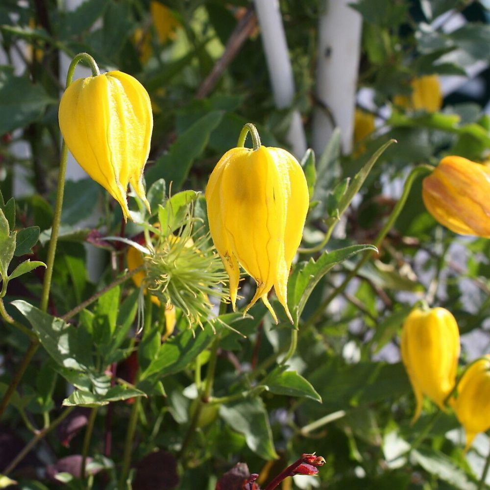 5 Clematis Tangutica Golden Clematis Seeds For Planting | www.seedsplantworld.com