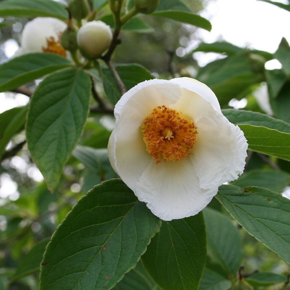 5 Stewartia Pseudocamellia Unique Tree Seeds For Planting | www.seedsplantworld.com