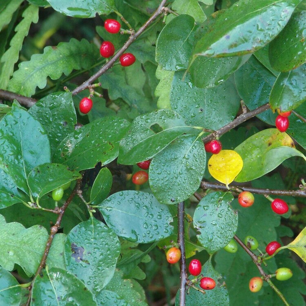 5 Lindera Benzoin Spicebush Shrub Seeds For Planting | www.seedsplantworld.com