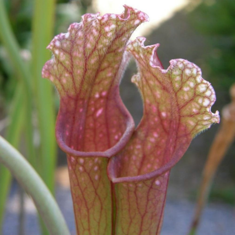 5 Sarracenia Dutch Stevens Pitcher Plant Carnivorous Seeds For Planting | www.seedsplantworld.com