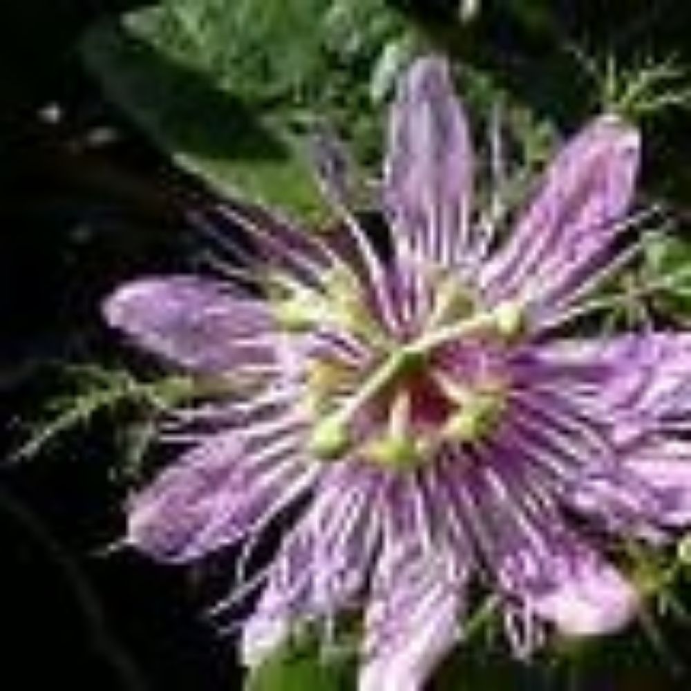 5 Passiflora Foetida Passionflower Seeds For Planting | www.seedsplantworld.com