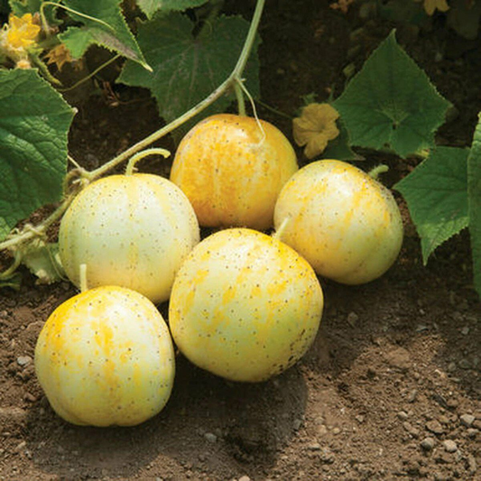 30 Lemon Cucumber Budamkaya Burpless NON-GMO Fruit Seeds | www.seedsplantworld.com