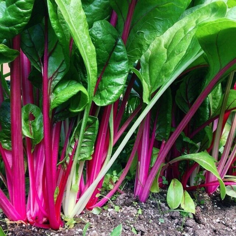 35 Flamingo Swiss Chard NON-GMO Colorful Salad Vegetable Seeds | www.seedsplantworld.com