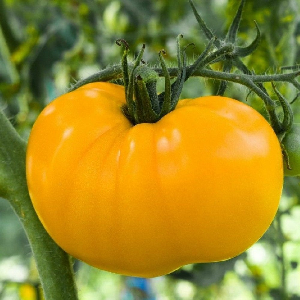 100 Golden Jubilee Tomato Golden Sunray NON-GMO Medium Beefsteak Vegetable Seeds | www.seedsplantworld.com