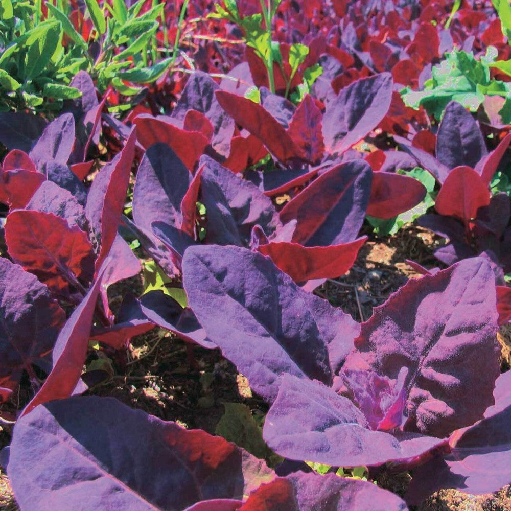 180 Orach Red Fire French Spinach Mountain Spinach NON-GMO Vegetable Seeds | www.seedsplantworld.com